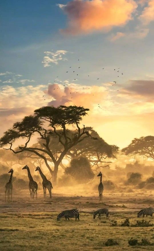 Захватывающее сафари в Африке